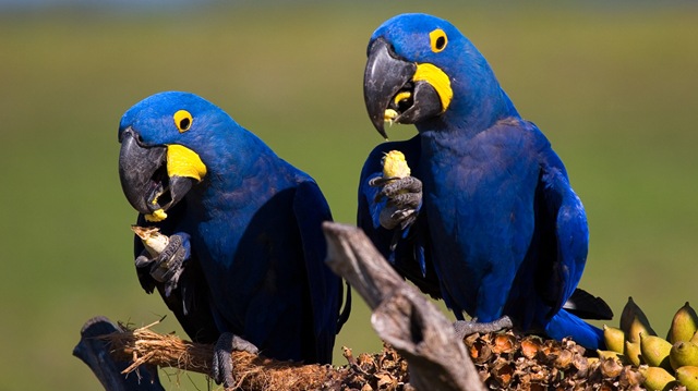 [9-wildlife-photography-of-birds-araras-azuis[2].jpg]