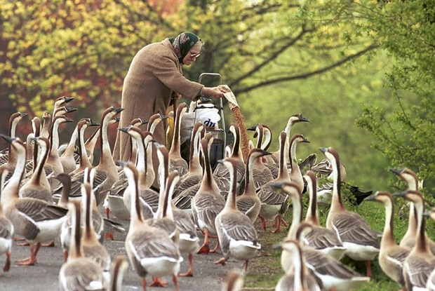 Every day she would come to feed the geese. Along the Neckar River in the old town, Heidelberg, Germany