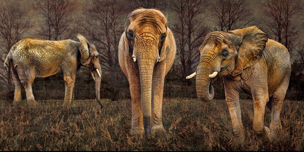 HDR Wildlife Photography-Elephant HDR Wildlife Photography-Elephant