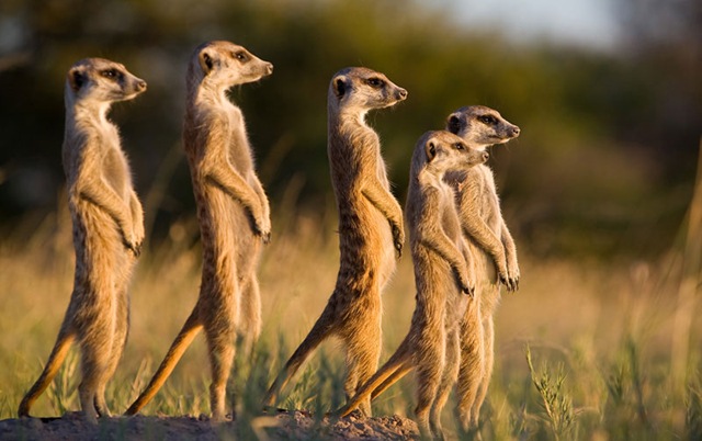 [9WildlifephotographyMeerkat3.jpg]
