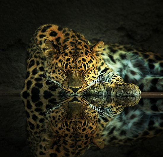 Leopard: Animal photography and reflection Leopard: Animal photography and reflection