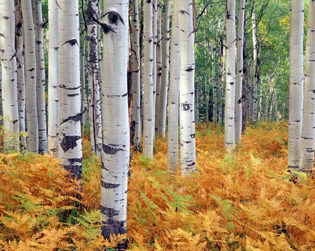 15-Fall-colors-photos 15-Fall-colors-photos