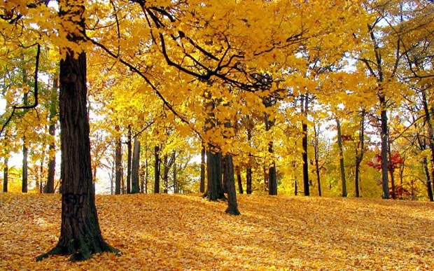 12- Fall-leaves 12- Fall-leaves