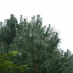 badow_08.JPG