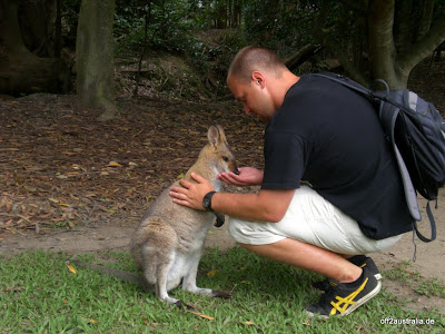 Ich und das Wallabee