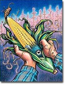 [Németország nem kér_GMO_corn_fish[2].jpg]