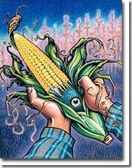 Németország nem kér_GMO_corn_fish
