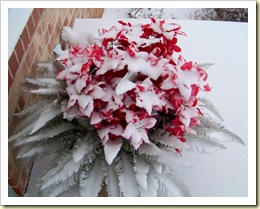 poinsettias 1