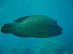  diving