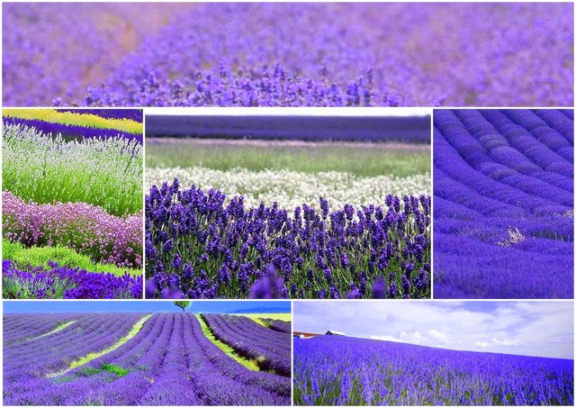 [FLOR GEMEOS2[5].jpg]