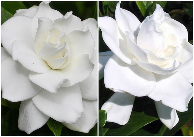 [FLOR CANCER2[4].jpg]