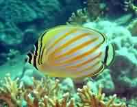 butterfly fish