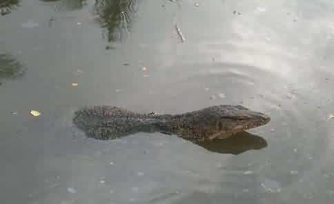 biawak Biawak Island, The Virgin From North