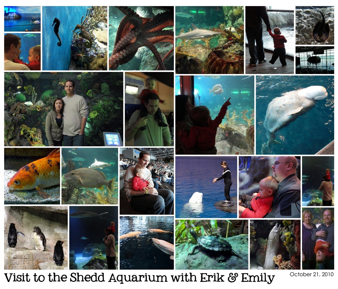 [Visit to the Shedd Aquarium w- E&e - October 21, 2010[8].jpg]