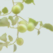 [greenplums.classiccard.hermanyu[6].jpg]
