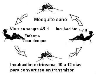 [Ciclo dengue[12].jpg]