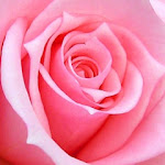 Pink_Rose.jpg