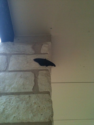 blogmoth