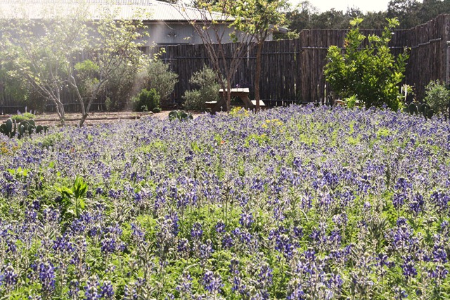 [Wildflower Center 191[3].jpg]