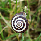 Snail / Puž