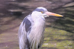 dsc_9645.JPG