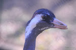 dsc_9660.JPG
