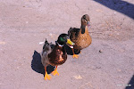 dsc_9661.JPG