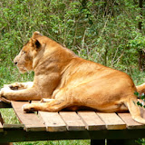 Safari Walk And Giraffe Center