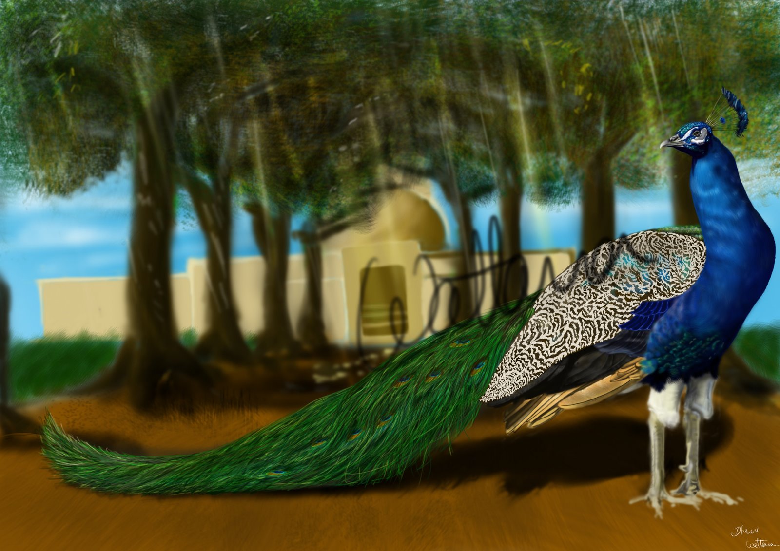 [peacock_final[4].jpg]