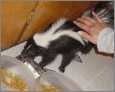 skunk