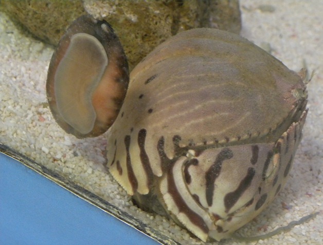 72深海蟹 (8)