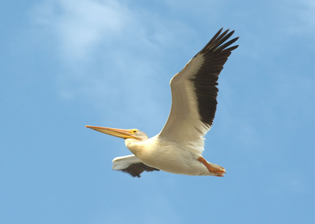DSC_3952.NEF.jpg