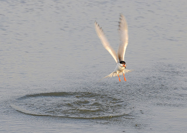 DSC_0359.JPG