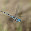 Blue-eyed Darner