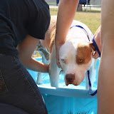 Woof, Wash and Wag