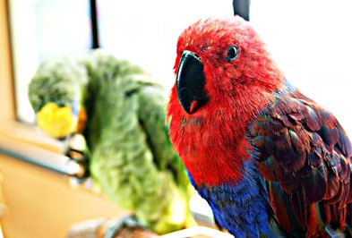 SONY DSC