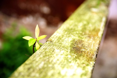 SONY DSC