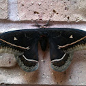 Calleta silkmoth
