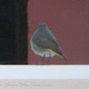 Black Redstart