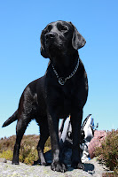 IMG_2769.JPG (Oldboleys, County Wicklow, Ireland) Photo