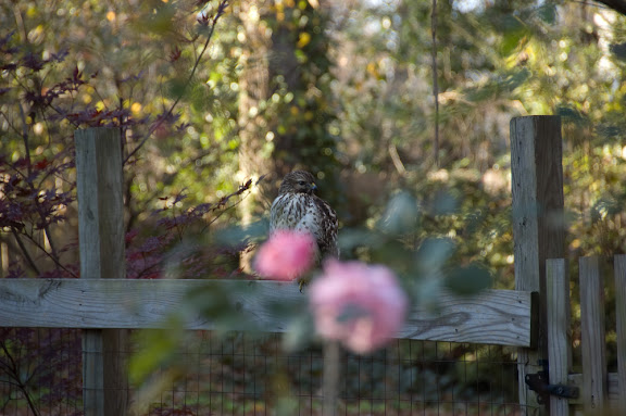 This hawk was just sitting on our fence a few days ago.