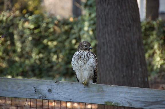Impressive looking bird.