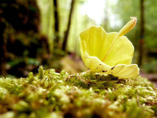 http://lh5.ggpht.com/_8IdlzRS0I5g/SgFWW0T4UfI/AAAAAAAABSU/5EYwWKmH_sQ/s512/P1020652.JPG