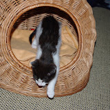 filou0001.jpg