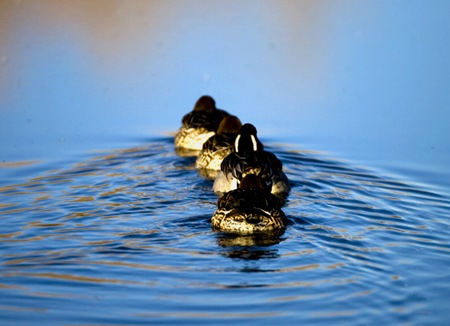 Ducksinarow1