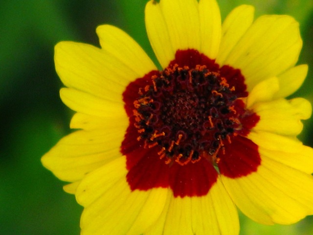[yellowredflower[8].jpg]