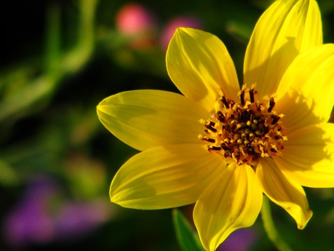 yellowpurpleflowers