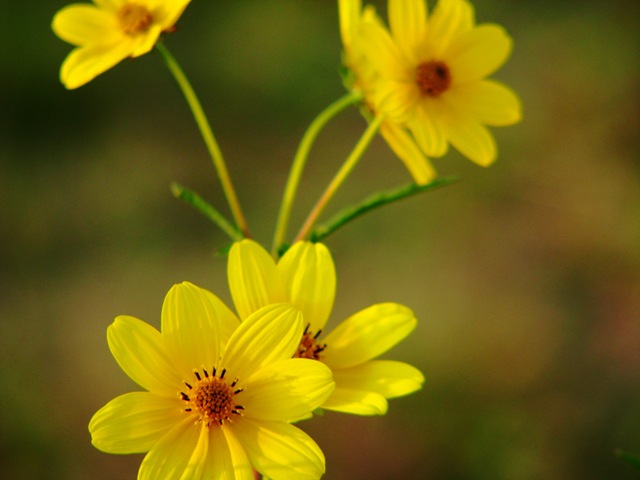 [yellowflowers[9].jpg]