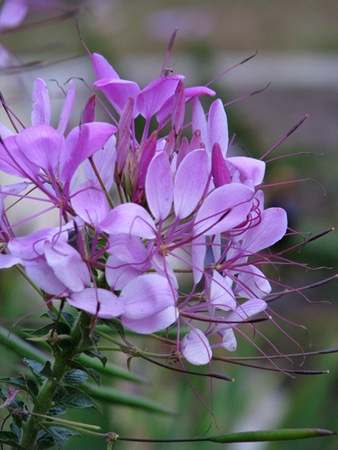 townpurpleflower