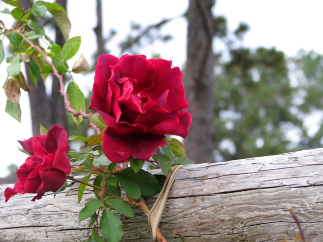 [rose[5].jpg]